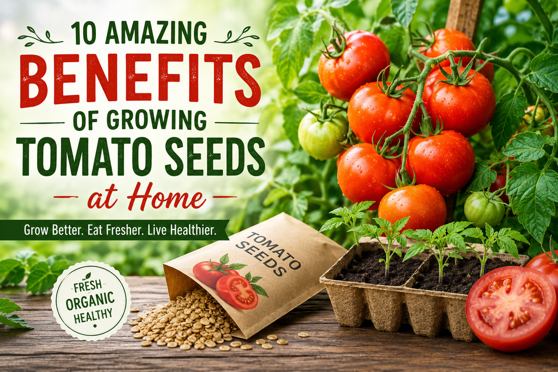 10 Amazing Benefits of Growing Tomato Seeds at Home