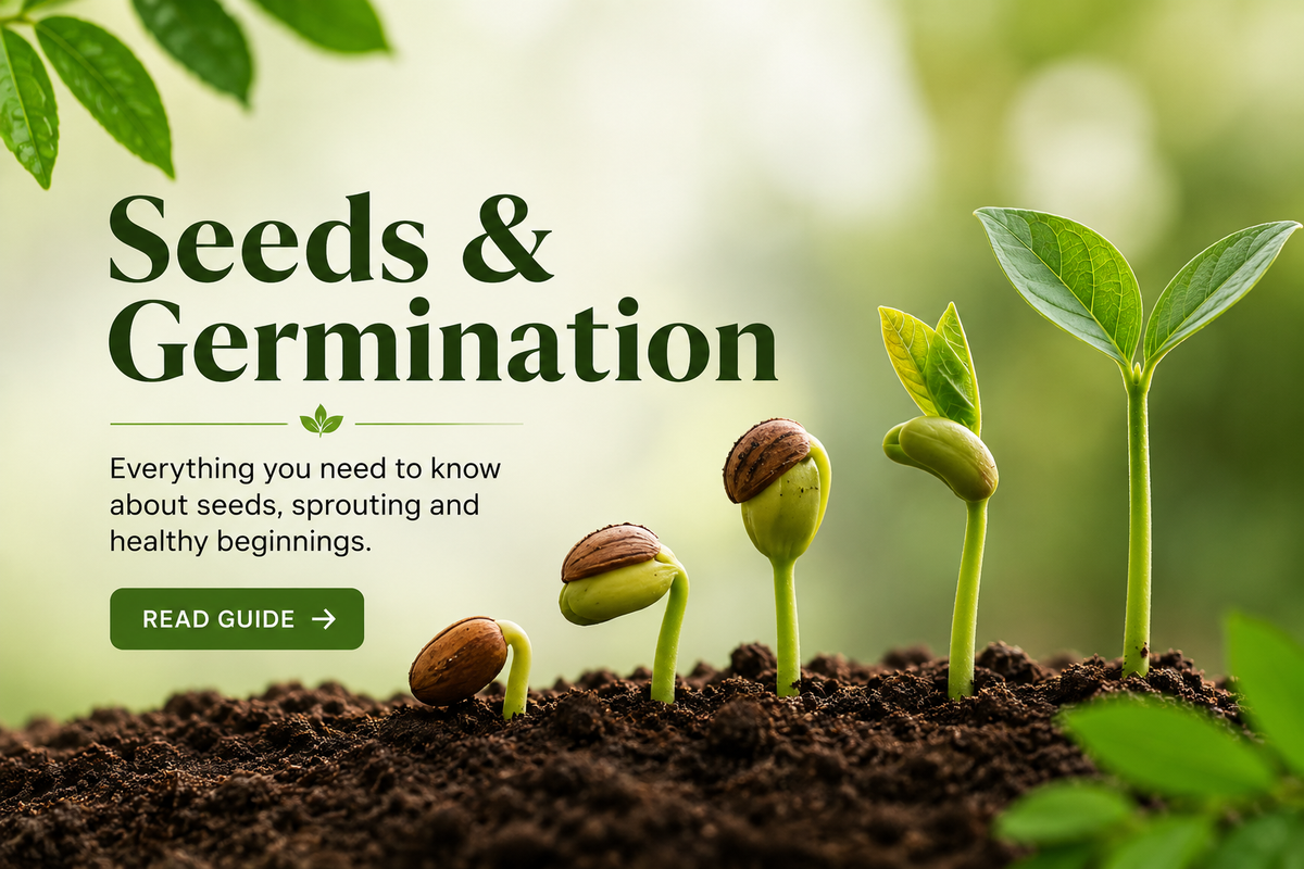 seeds and germination tips
